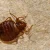 Bugs In a Parallel Universe – A Fun Tale